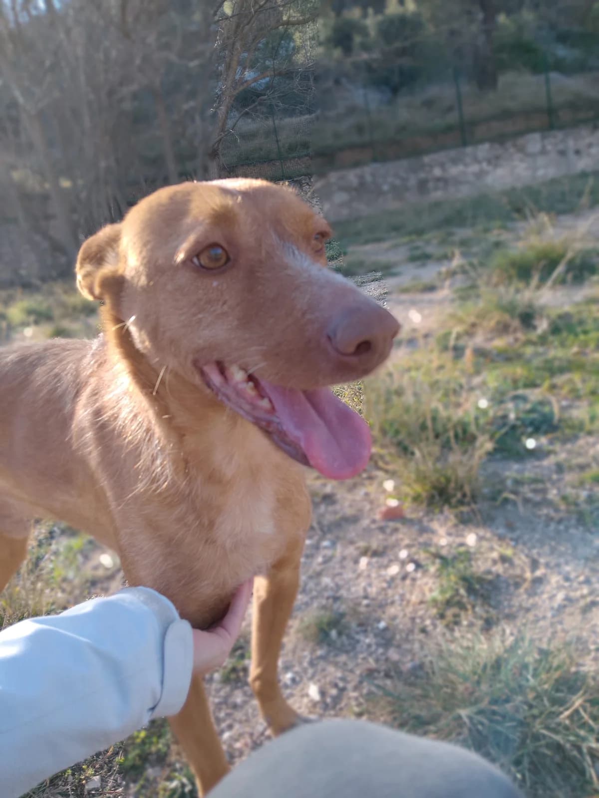 LOLO, male Mixed Breed for adoption at Protectora Alcoy