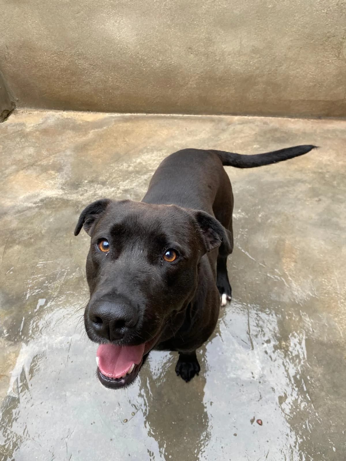 LUA, female Mixed Breed for adoption at Protectora Alcoy