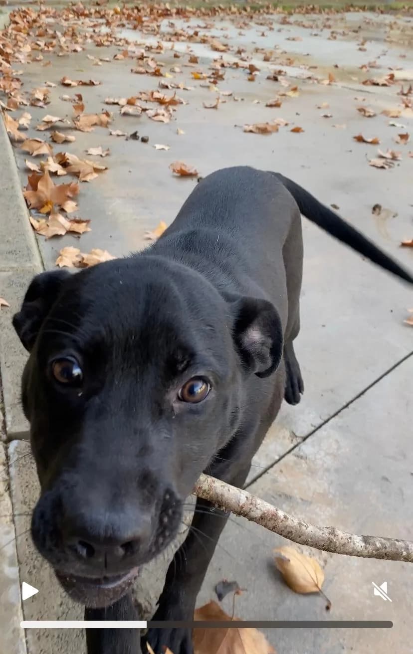 LUCI, female Mixed Breed for adoption at Protectora Alcoy