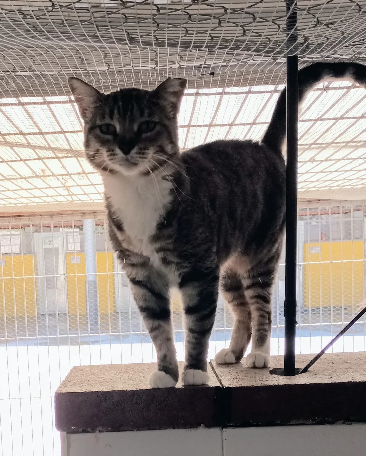 LUISI, female Mixed Breed for adoption at Protectora Alcoy