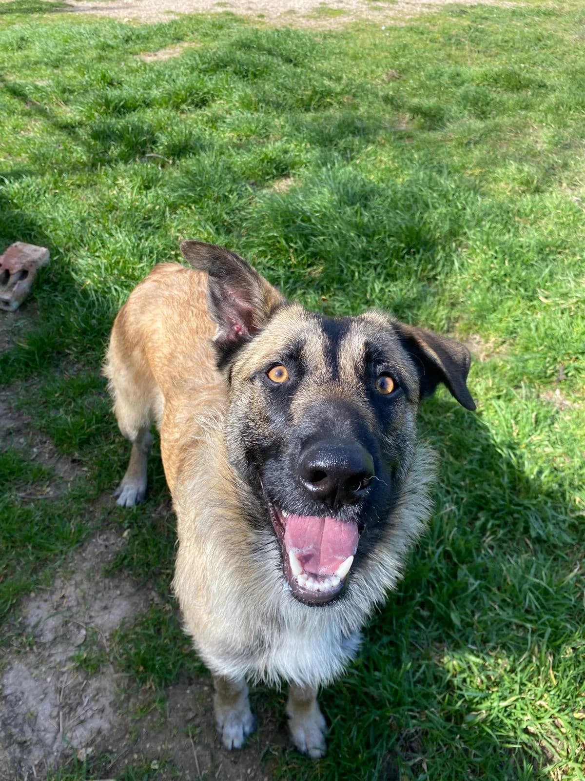 MAUI, male Mixed Breed for adoption at Protectora Alcoy