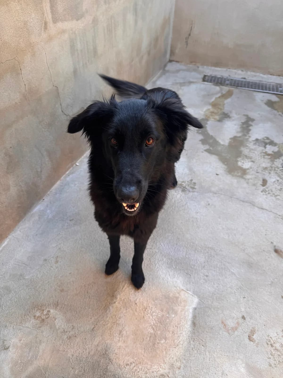 NIT, female Mixed Breed for adoption at Protectora Alcoy