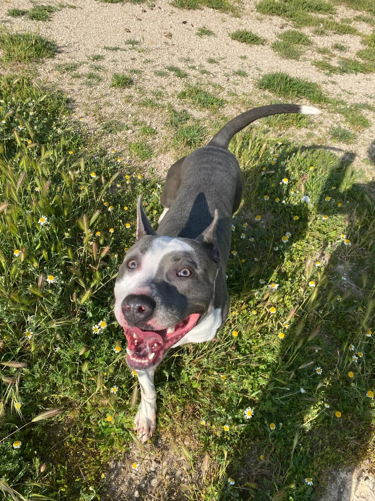 PETRA, female Mixed Breed for adoption at Protectora Alcoy
