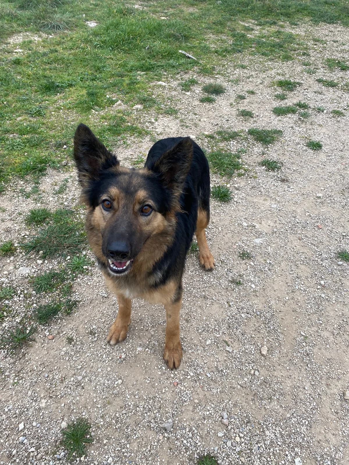 PHOEBE, female Mixed Breed for adoption at Protectora Alcoy
