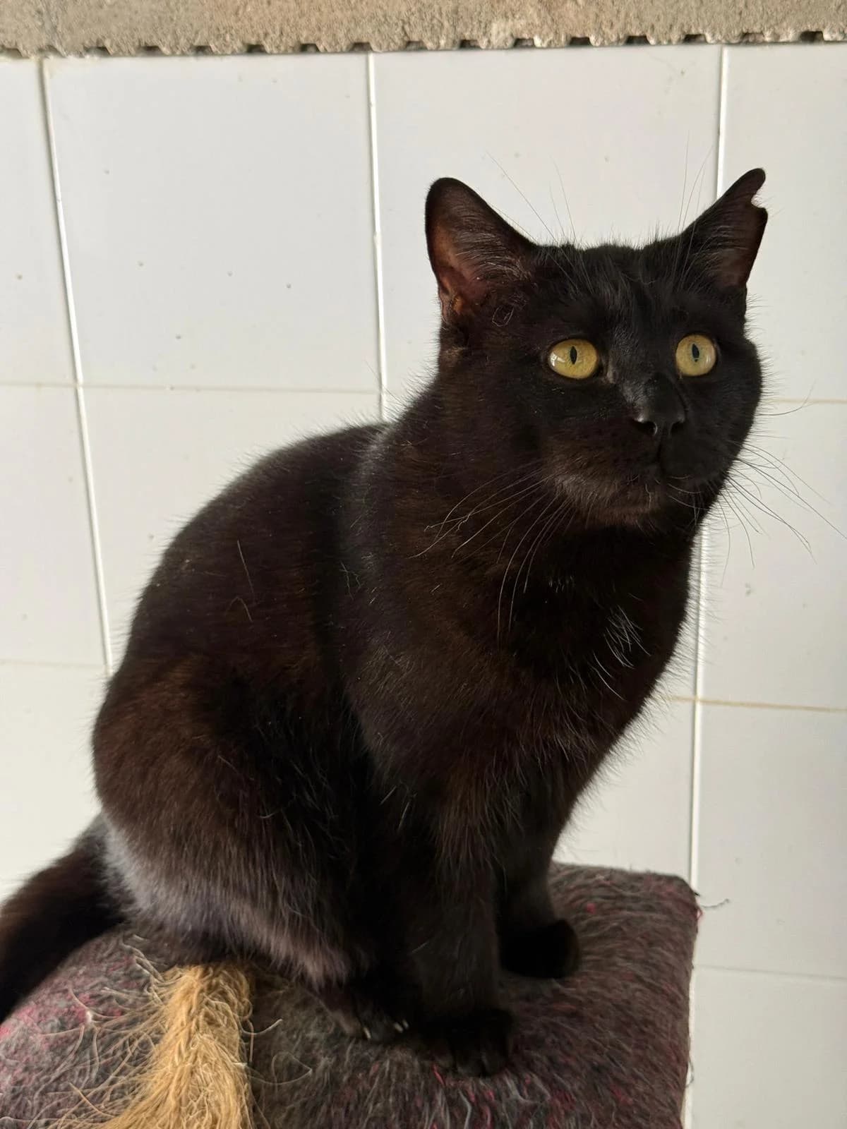 RAYO, male Mixed Breed for adoption at Protectora Alcoy