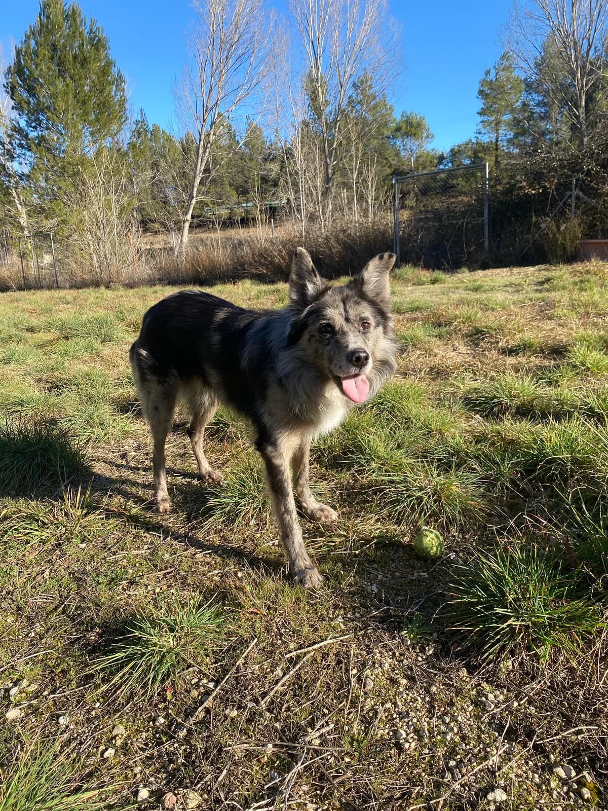 RIO, male Mixed Breed for adoption at Protectora Alcoy