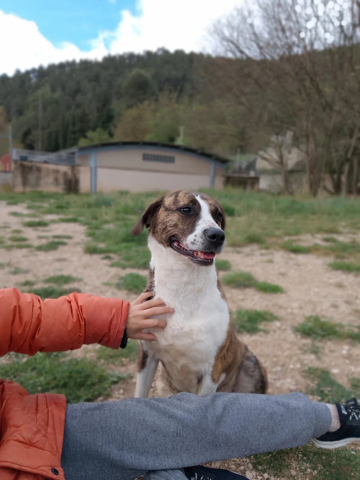 RUMBA, female Mixed Breed for adoption at Protectora Alcoy