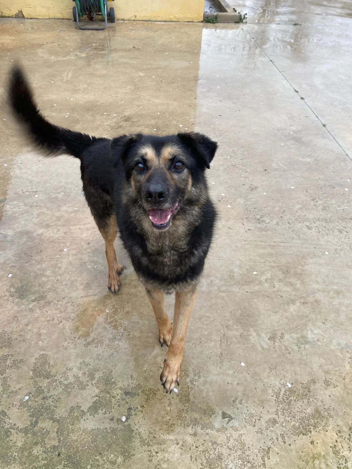 SOMBRA, male Mixed Breed for adoption at Protectora Alcoy