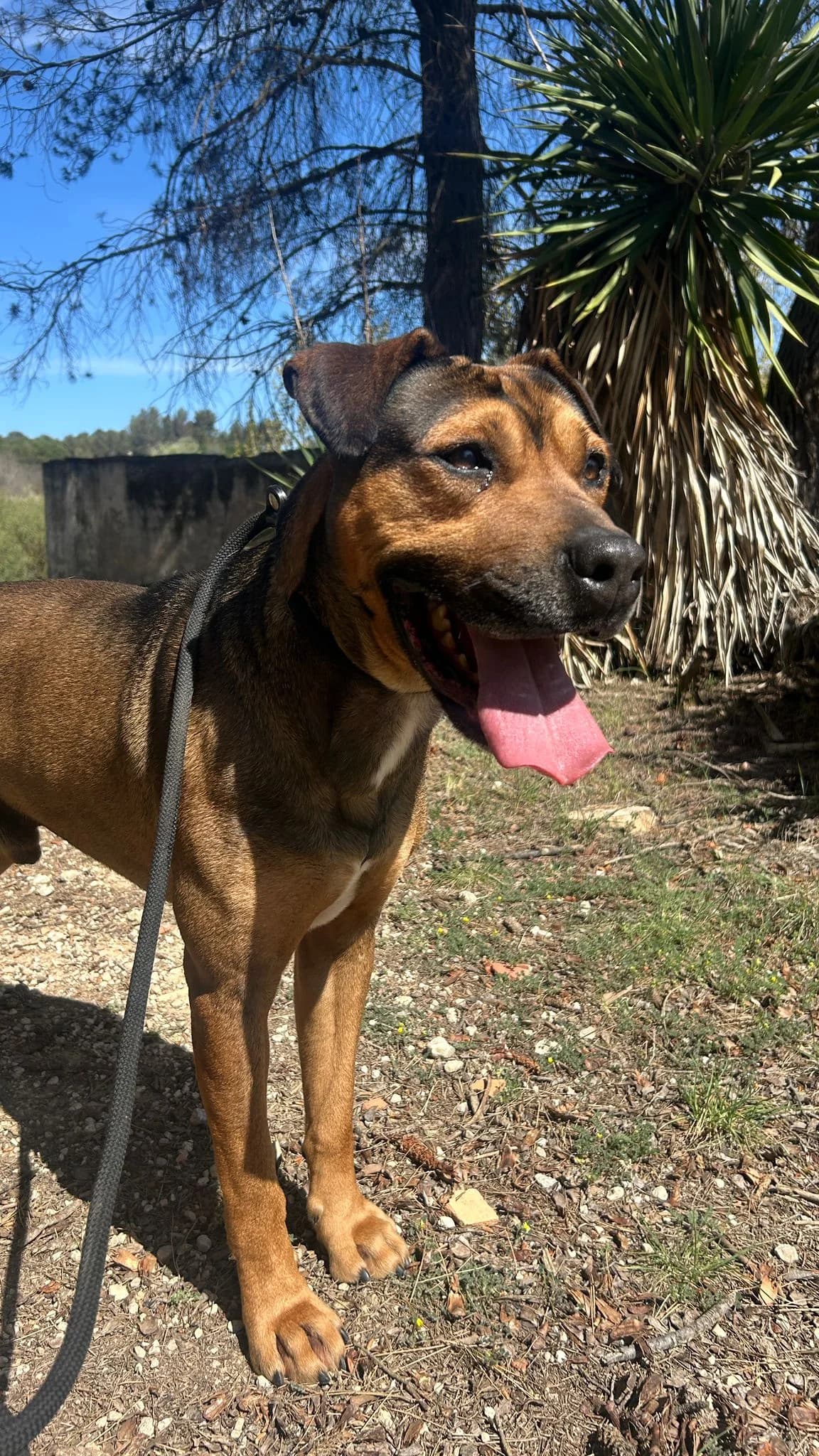 SULLY, male Mixed Breed for adoption at Protectora Alcoy