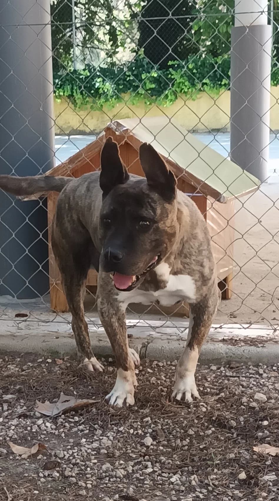 SULTÁN, male Mixed Breed for adoption at Protectora Alcoy