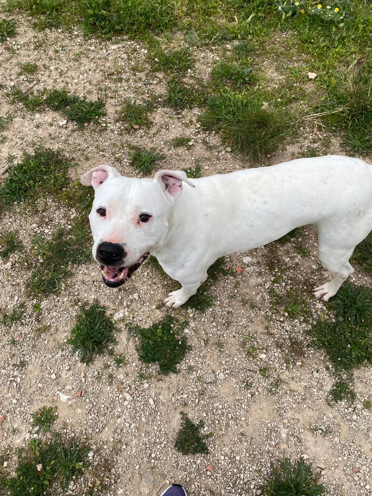 TIZA, female Mixed Breed for adoption at Protectora Alcoy
