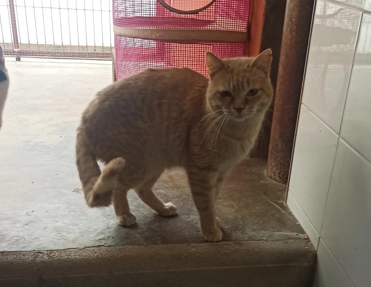 YELLOW, male Mixed Breed for adoption at Protectora Alcoy
