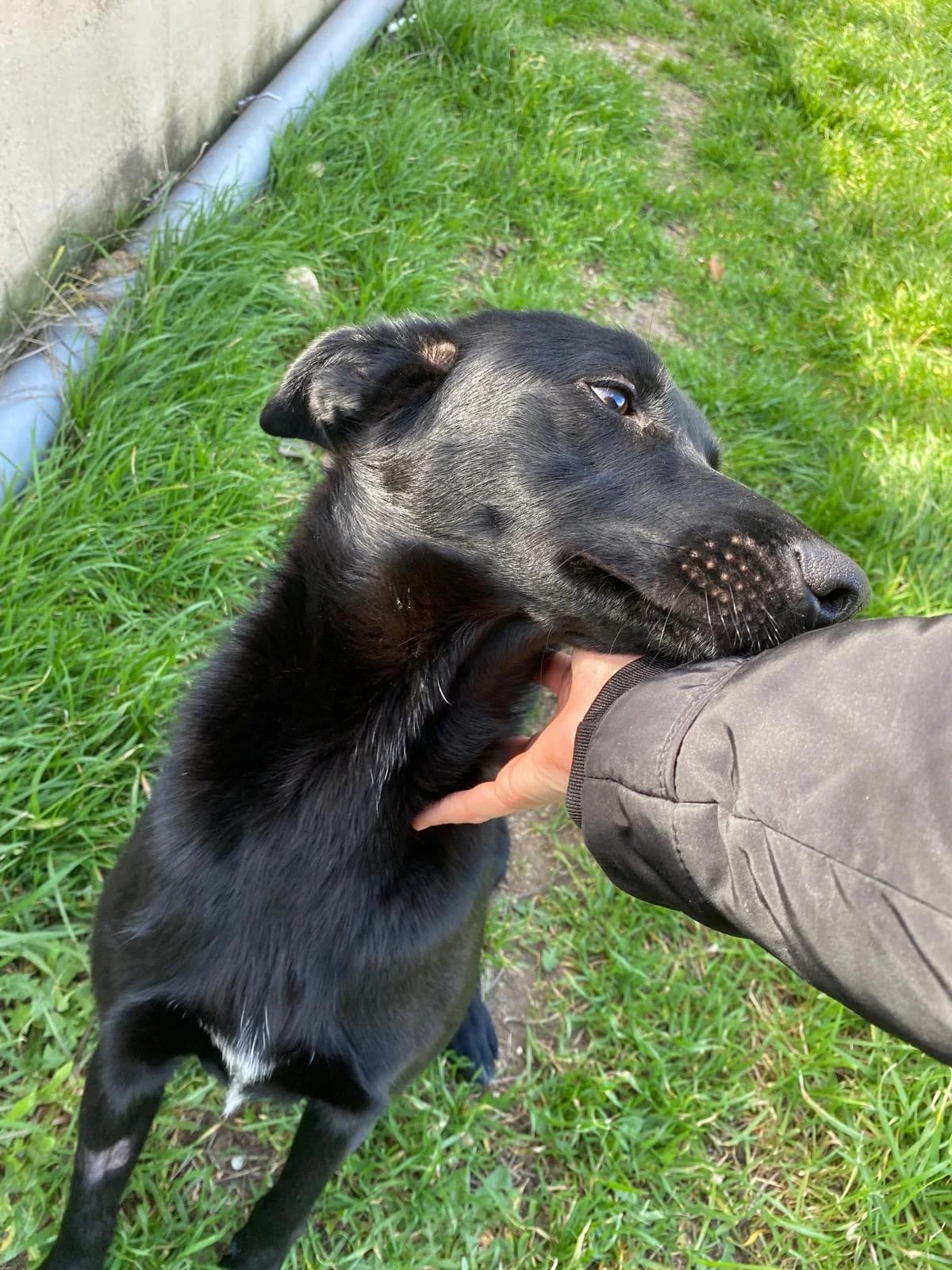 ZURI, female Mixed Breed for adoption at Protectora Alcoy
