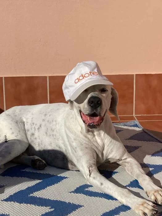 RUFI, male mixed breed for adoption at Protectora Ayamonte