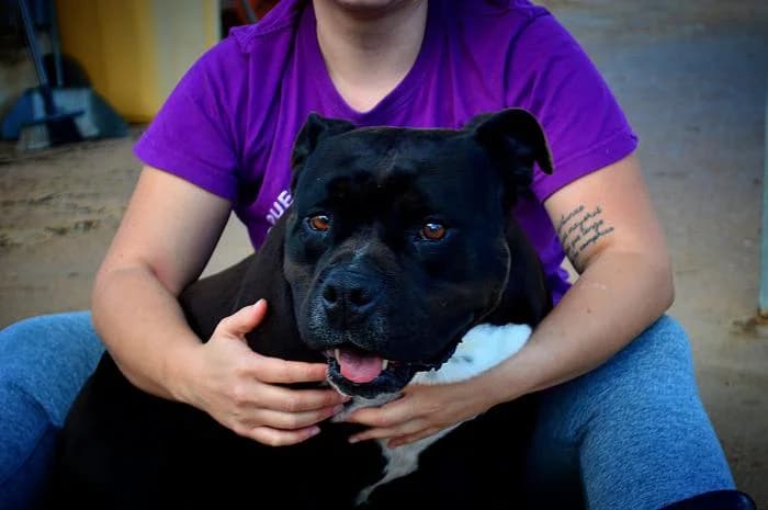 ASIA, female English Bulldog for adoption at Protectora Ayamonte
