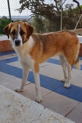 MURIEL, female mixed breed for adoption at Protectora Ayamonte