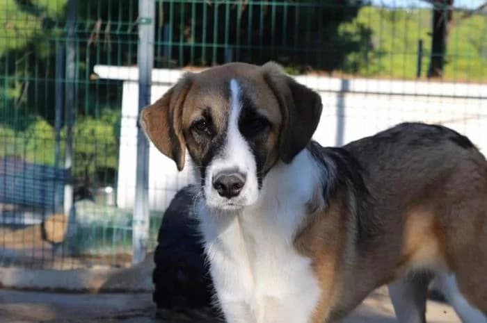 MURIEL, female mixed breed for adoption at Protectora Ayamonte