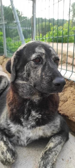 MEY, female mixed breed for adoption at Protectora Ayamonte