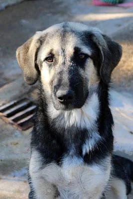 MILKA, female mixed breed for adoption at Protectora Ayamonte