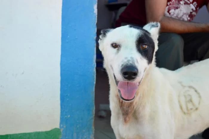 MILÚ, male mixed breed for adoption at Protectora Ayamonte