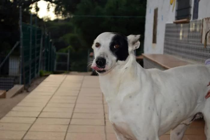 MILÚ, male mixed breed for adoption at Protectora Ayamonte