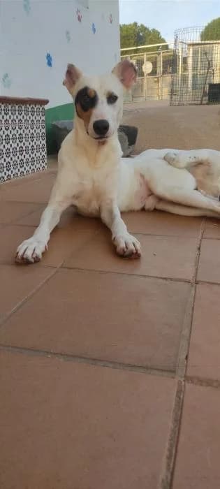 MATIA, male Podenco for adoption at Protectora Ayamonte
