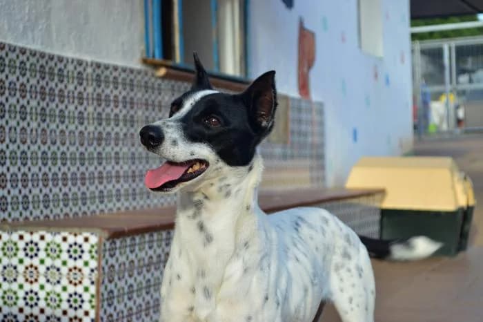 NADAL, male Podenco for adoption at Protectora Ayamonte