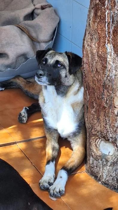 ARES, female mixed breed for adoption at Protectora Ayamonte