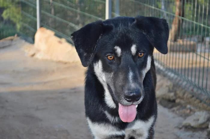 PRETO, male mixed breed for adoption at Protectora Ayamonte