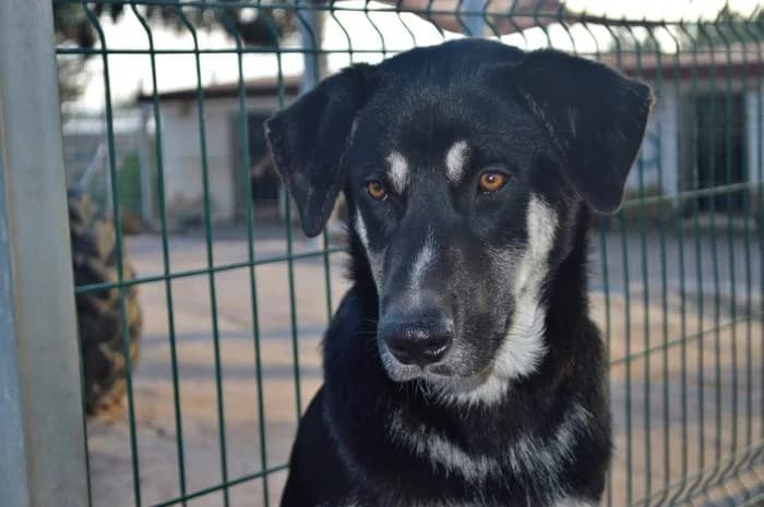PRETO, male mixed breed for adoption at Protectora Ayamonte