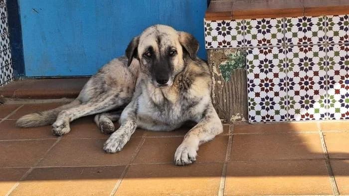 XENA, female mixed breed for adoption at Protectora Ayamonte