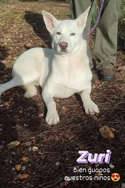ZURI, female mixed breed for adoption at Protectora Ayamonte