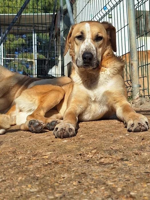 HAPPY, female mixed breed for adoption at Protectora Ayamonte