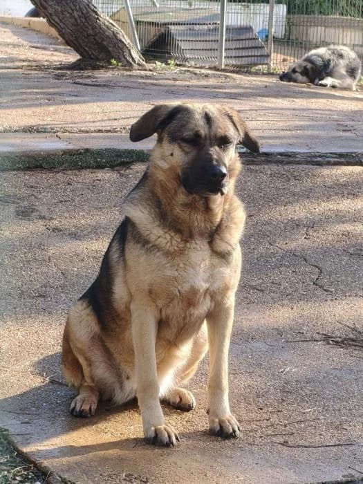 BELLA, female mixed breed for adoption at Protectora Ayamonte