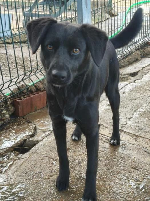 NALA, female Labrador Retriever for adoption at Protectora Ayamonte