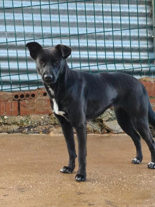 NINA, female Labrador Retriever for adoption at Protectora Ayamonte