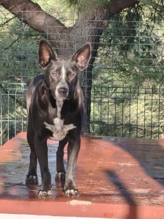 TWISTER, male mixed breed for adoption at Protectora Ayamonte