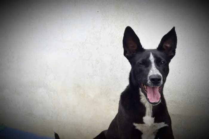 TWISTER, male mixed breed for adoption at Protectora Ayamonte