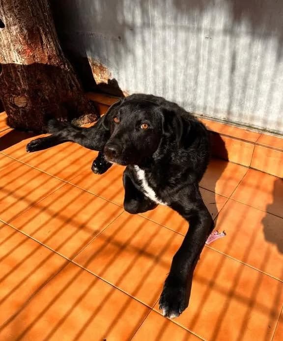 BRUNO, male mixed breed for adoption at Protectora Ayamonte