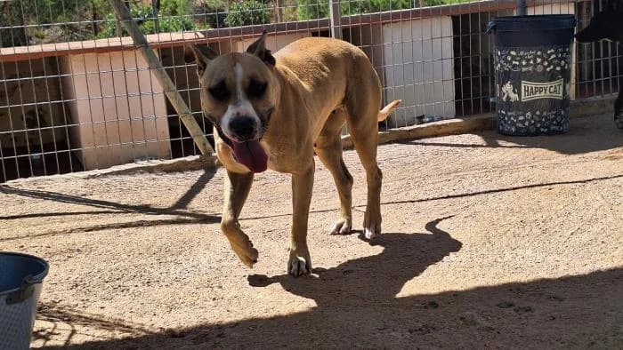 MAYA, female mixed breed for adoption at Protectora Ayamonte