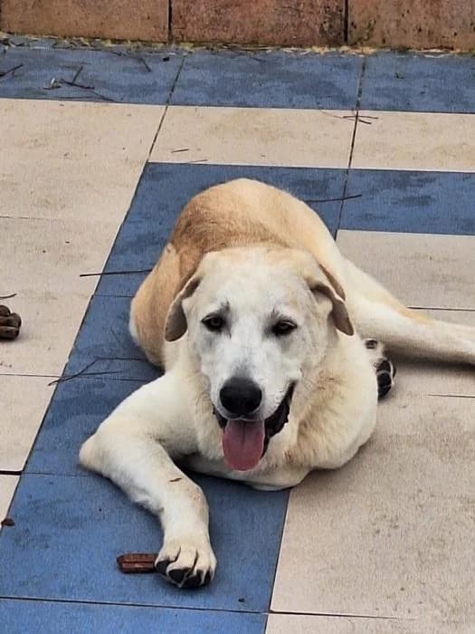 MIKA, male mixed breed for adoption at Protectora Ayamonte