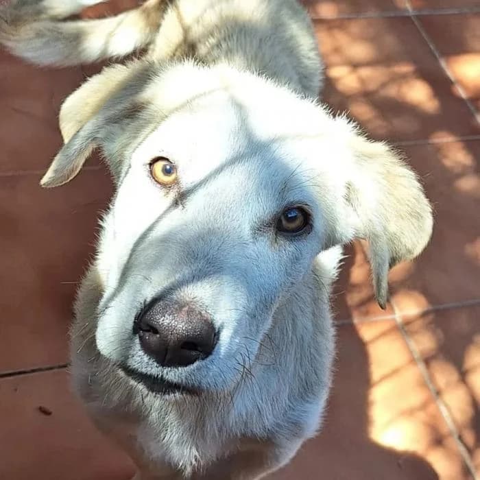 MIKA, male mixed breed for adoption at Protectora Ayamonte
