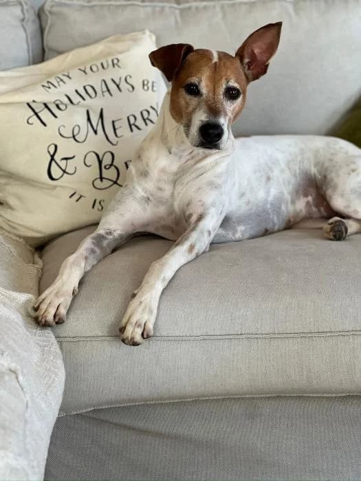 LUA, female mixed breed for adoption at Protectora Ayamonte