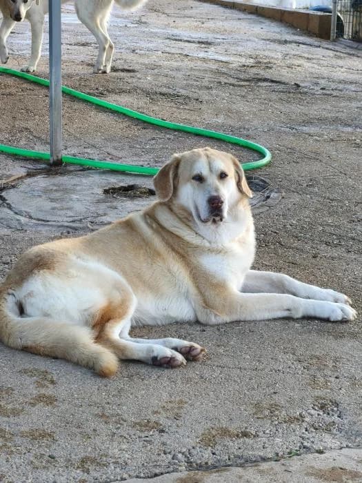JUANA, female mixed breed for adoption at Protectora Ayamonte