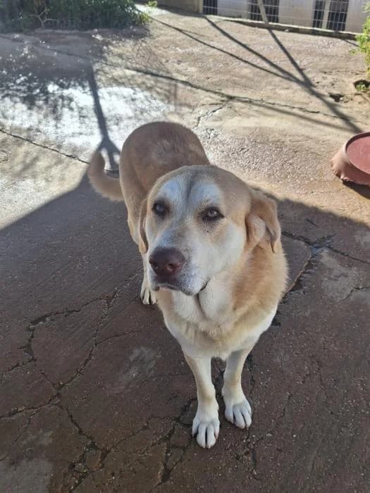 JUANA, female mixed breed for adoption at Protectora Ayamonte