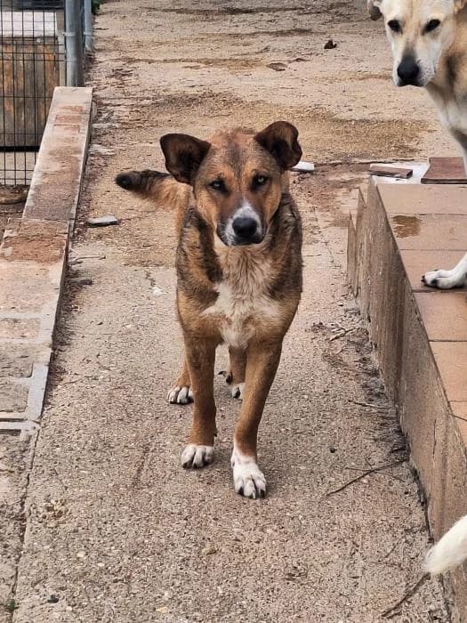 SOMBRA, female mixed breed for adoption at Protectora Ayamonte