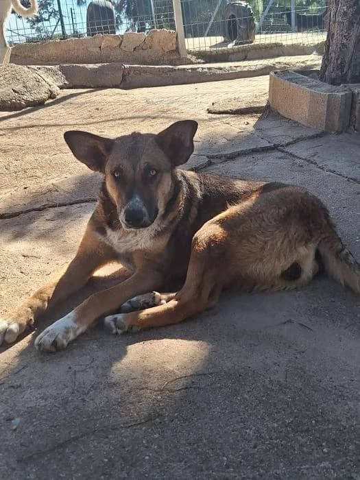 SOMBRA, female mixed breed for adoption at Protectora Ayamonte