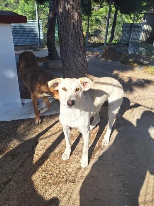 ELSA, female mixed breed for adoption at Protectora Ayamonte