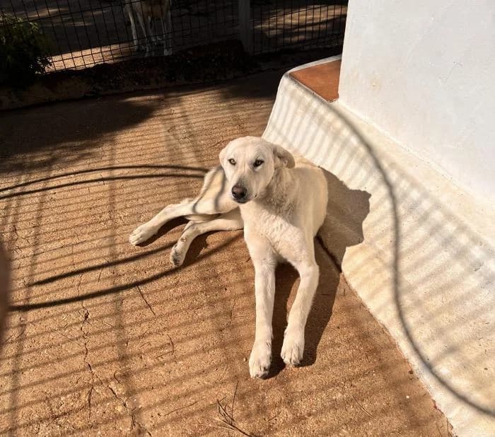 VIOLETA, female mixed breed for adoption at Protectora Ayamonte