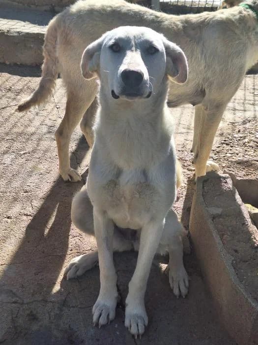 VIOLETA, female mixed breed for adoption at Protectora Ayamonte